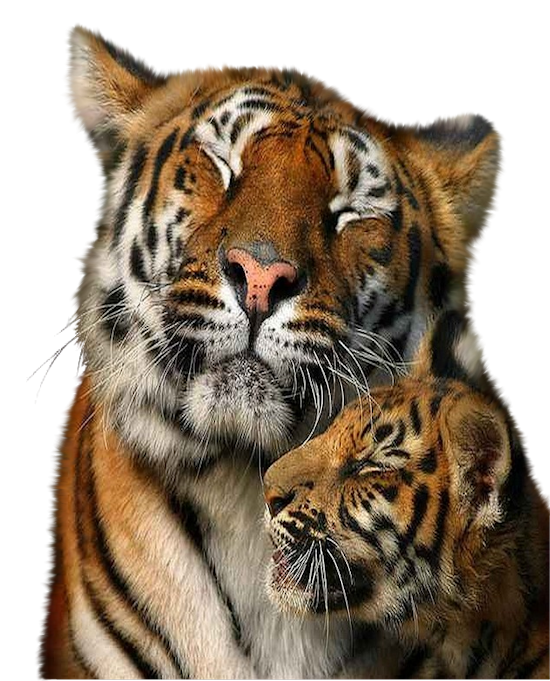 Tigre
