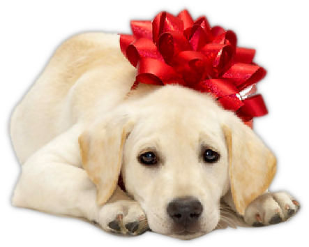 dÃ©cor de NoÃ«l