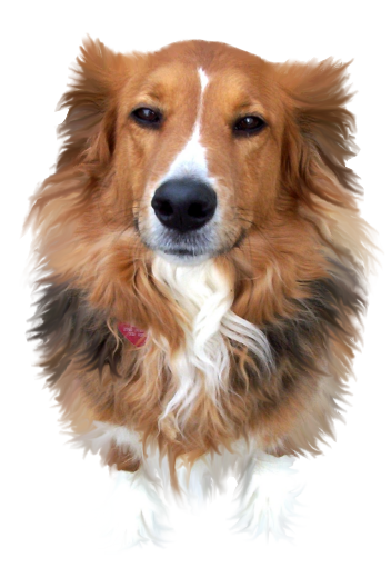 Chien 
