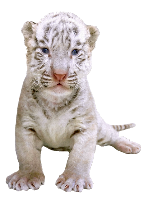 Tigre