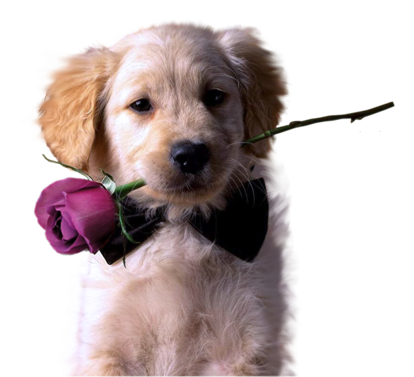 Chien 