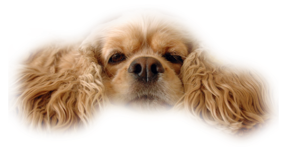 Chien