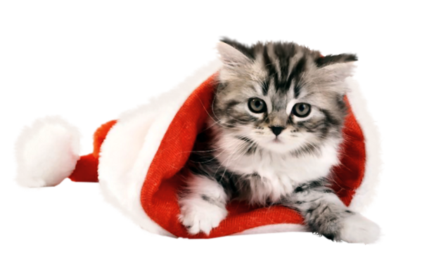 Animal de NoÃ«l