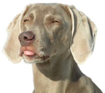 Chien