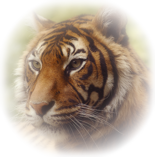 Tigre