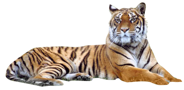 Tigre