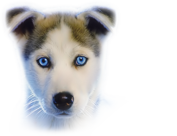 Chien