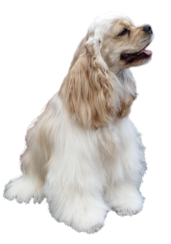 Chien 