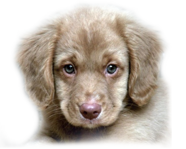 Chien 
