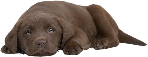 Chien 