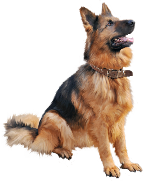 Chien 
