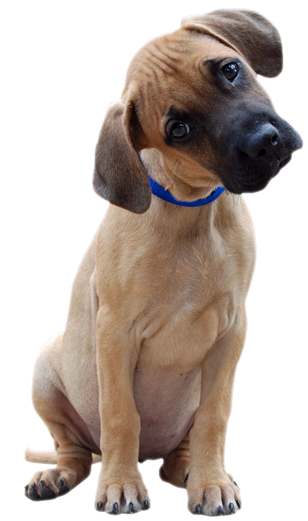 Chien 