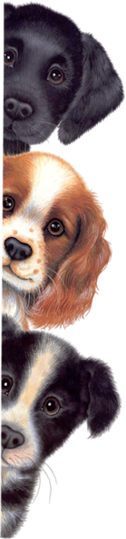Chien